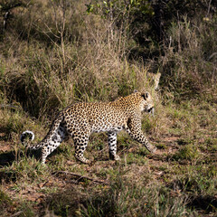 playful leopard cub and mother