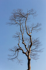 Silhouette of dead tree without leaves with the blue sky.