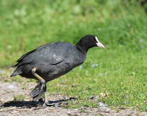 Obraz premium Eurasian coot