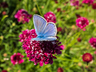 Close-up of adult male of the common blue butterfly or European common blue (Polyommatus icarus) with blue wings and a black-brown border and a white fringe on a pink flower