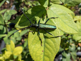 Macro shot of adult musk beetle (Aromia moschata) with very long antennae and coppery and greenish metallic tint on green leaf surrounded with green vegetation in summer