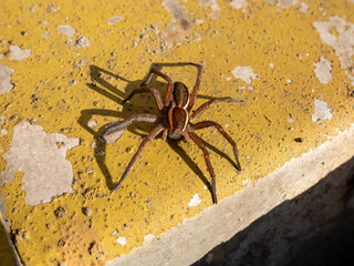 Close-up of the large semi-aquatic raft spider (Dolomedes fimbriatus) -dark brown with white and cream stripe along both sides on abdomen and thorax