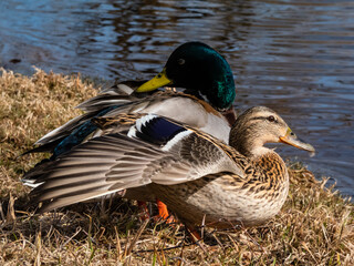 A couple - male and female of mallards or wild ducks (Anas platyrhynchos), one with a glossy bottle-green head and other with brown mottled plumage in sunlight standing next to a lake