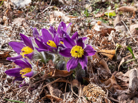 Closeup shot of beautiful group of purple spring flowers Pasqueflower (Pulsatilla x gayeri Simonk.) with yellow center surrounded with dry leaves appearing in a flower bed in spring