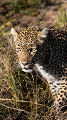 leopard roaming freely in the wild of Africa