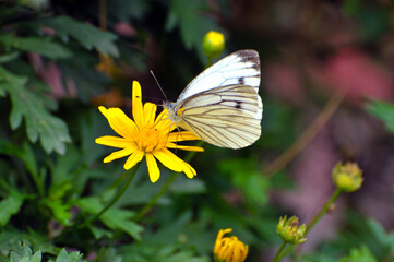 butterfly on flower
