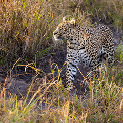 leopard roaming freely in the wild of Africa