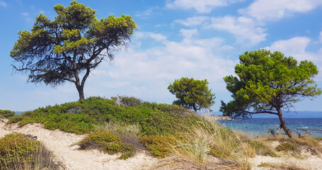 Fototapeta na wymiar Pine trees on a beach