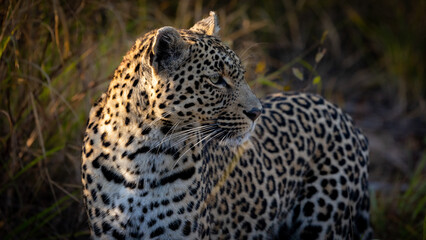 leopard roaming freely in the wild of Africa