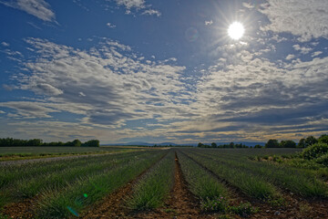 Soleil couchant sur le plateau de Valensole