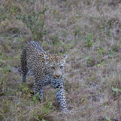 Fototapeta na wymiar leopardess on the move in the bushveld