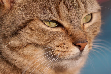  Hauskatze (Felis silvestris catus)