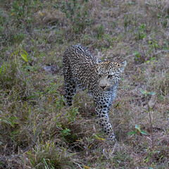 leopardess on the move in the bushveld