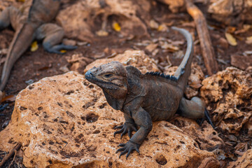 Brown iguanas in the wild, nature park. Lizard colony, close-up