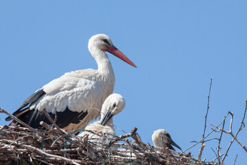 Weißstorchennest mit Jungen (Ciconia ciconia)