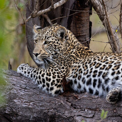 Young leopard cub resting on a dead tree