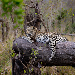 Young leopard cub resting on a dead tree