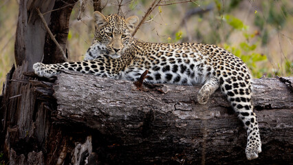Young leopard cub resting on a dead tree