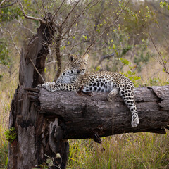 Fototapeta na wymiar Young leopard cub resting on a dead tree