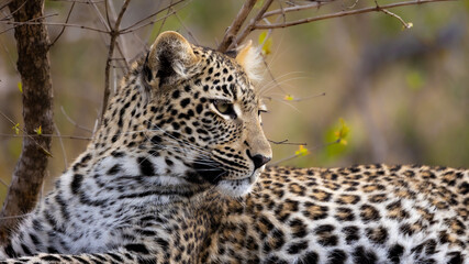 a leopard cub close up