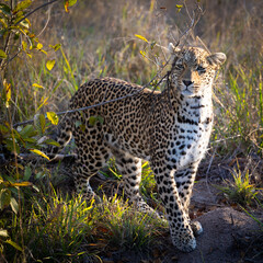 leopardess on the move in the bushveld