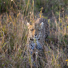 leopardess on the move in the bushveld