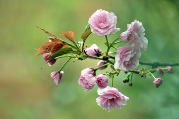 Pink cherry flower blossom