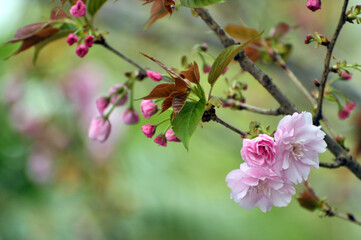 Fototapeta na wymiar Pink cherry flower blossom