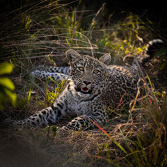 Leopard cub making eye contact