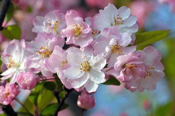 Pink cherry flower blossom