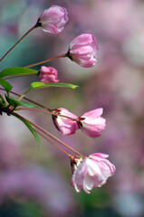 Pink cherry flower blossom