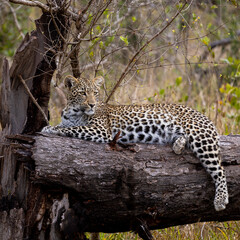 Young leopard cub resting on a dead tree