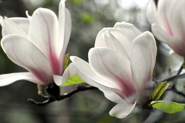 Fototapeta premium magnolia flower in bloom