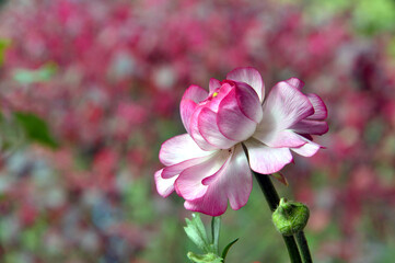 pink flowers in the garden