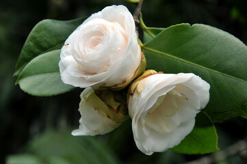 white rose in garden