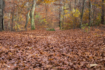 beautiful moments in the autumn forest