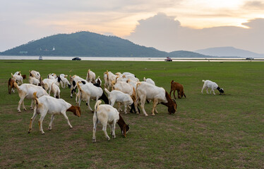 Fototapeta premium Herd og Goats Walking in Meadow at Sunset, Lopburi Thailand