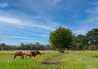 Fototapeta na wymiar Landscape of Farmland with Horse in Summer