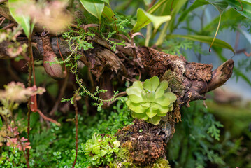 green rosette of pinguicula insectivorous tropical plant