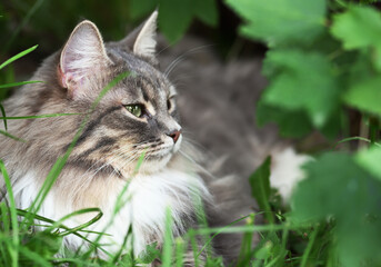 Naklejka na ściany i meble Gray cat with green eyes siting in a grass under bush