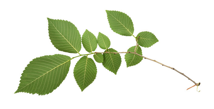Green leaves of elm-tree isolated