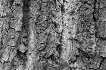 Black and white photo. The texture of the bark of the tree. Background.