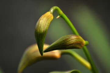 Closeup of Orchid flower