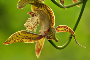Naklejka na ściany i meble Closeup of Orchid flower