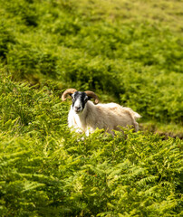 Portrait of a beautiful sheep in the Isle of Skye and in the Hebrides, Scotland. Tame, friendly faces, long wool against the harsh climate and constant wind.
