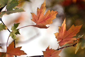 Fototapeta premium autumn maple leavesautumn