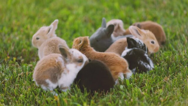 many little rabbits on the green lawn