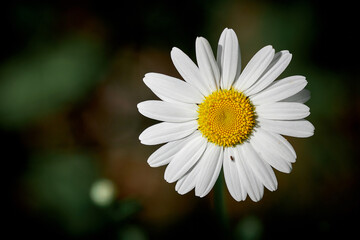 Obraz premium Field chamomile close-up on a dark background. ethnoscience