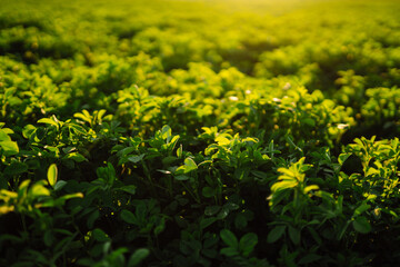 Green field of lucerne (Medicago sativa) summer time against sunlight. Field of fresh grass growing. 