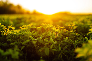 Green field of lucerne (Medicago sativa) summer time against sunlight. Field of fresh grass growing. 